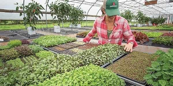 Microgreens Business