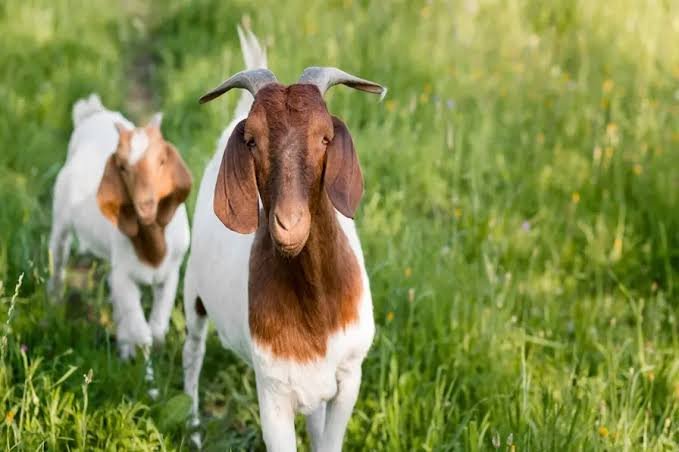 Goat Farming Business Advantages and Disadvantages