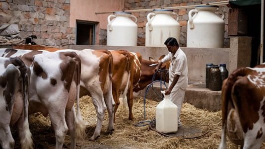 Dairy Business Advantages and Disadvantages